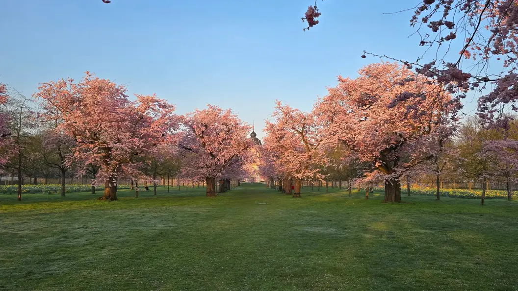 Kirschblüte