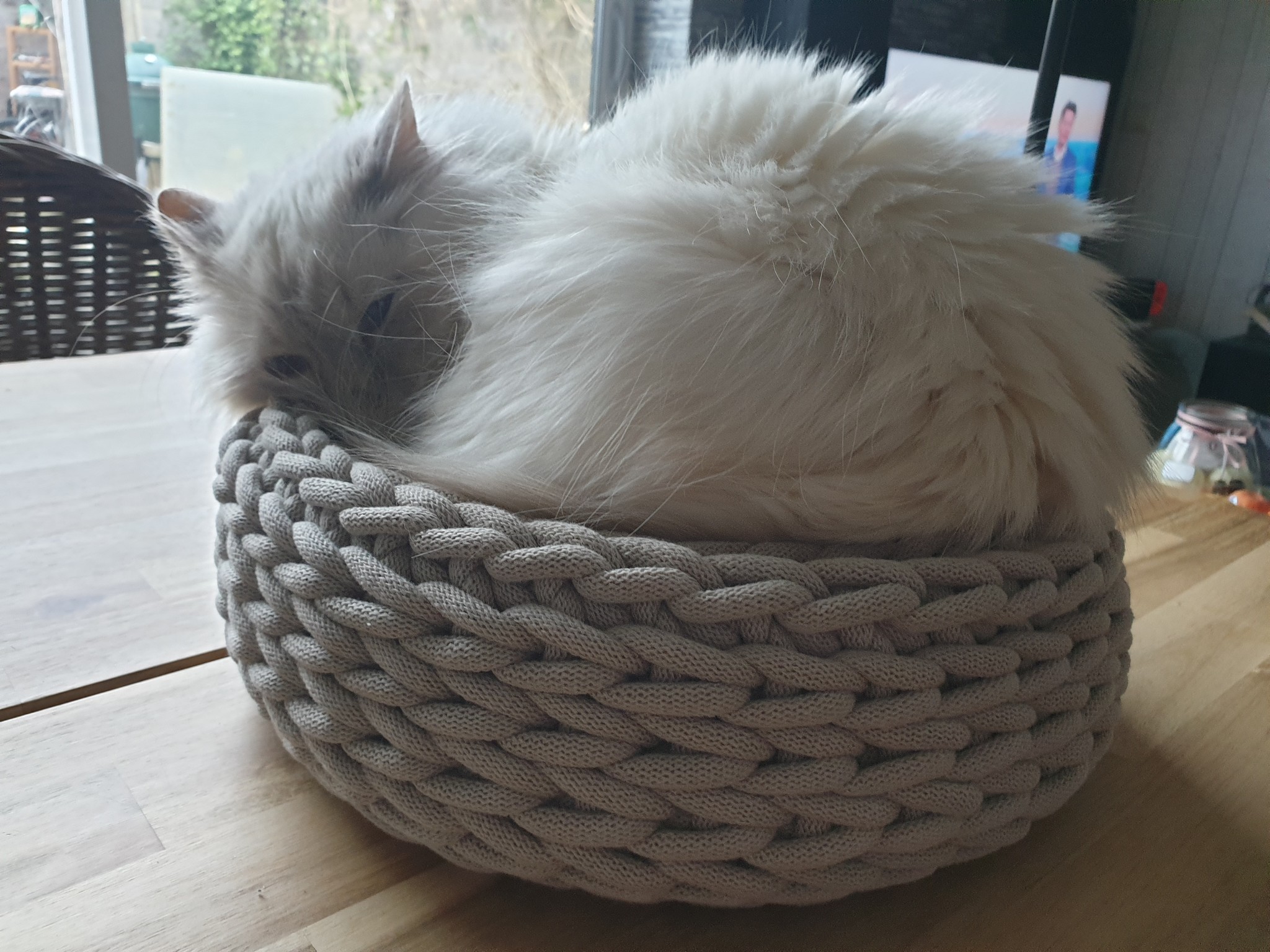 Kater in gehaakte poezenmand