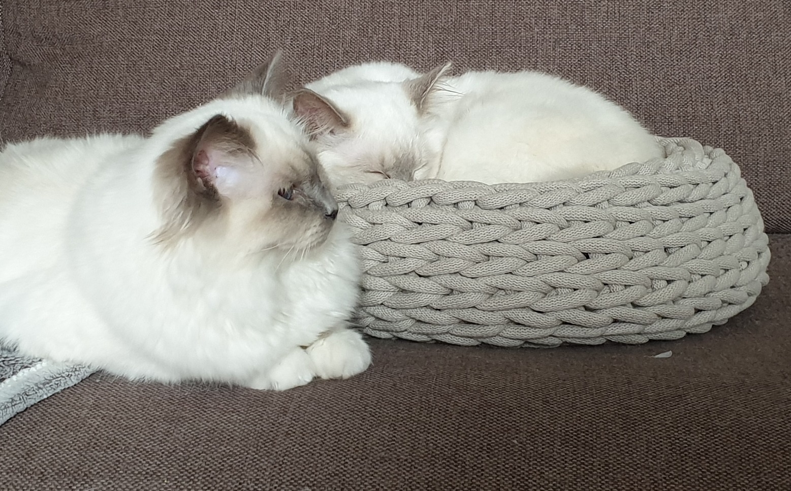 Heilige Birmanen in gehaakt kattenmand
