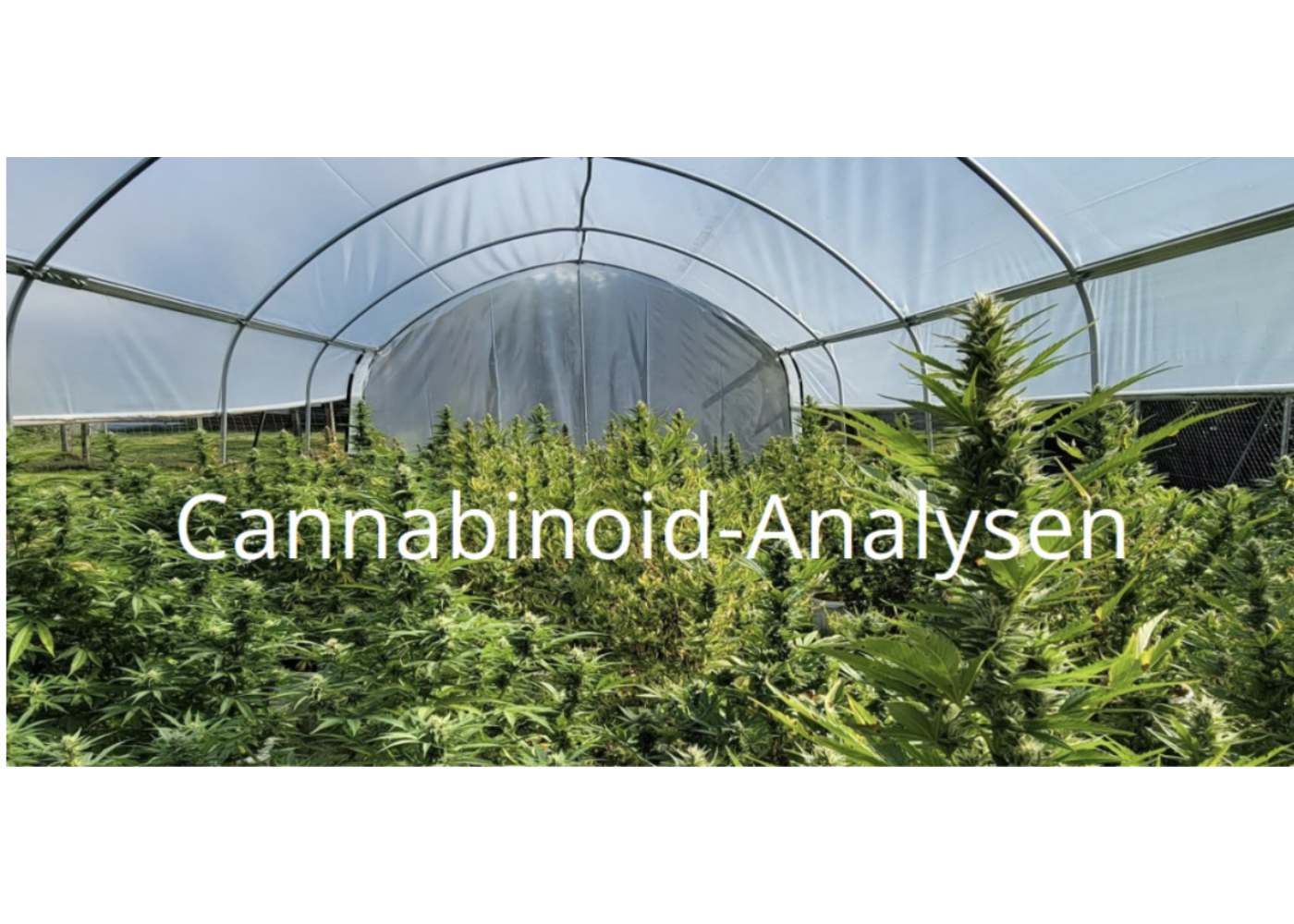 Cannabinoid-Analyse