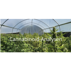 Cannabinoid-Analyse