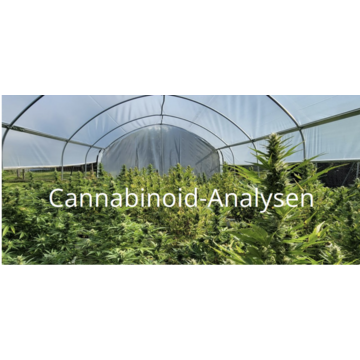  Cannabinoid-Analyse