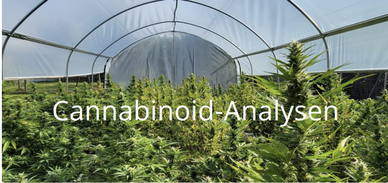 Cannabinoid-Analyse