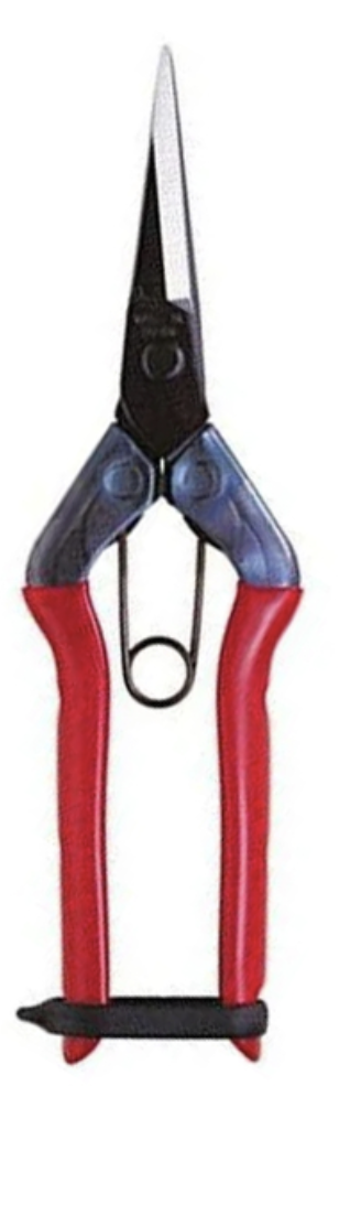 Chikamasa Schere Chikamasa T-550 Gartenschere Japan