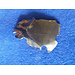 Sebimoto Sebimoto oliepompcover Yamaha R 6 03-05