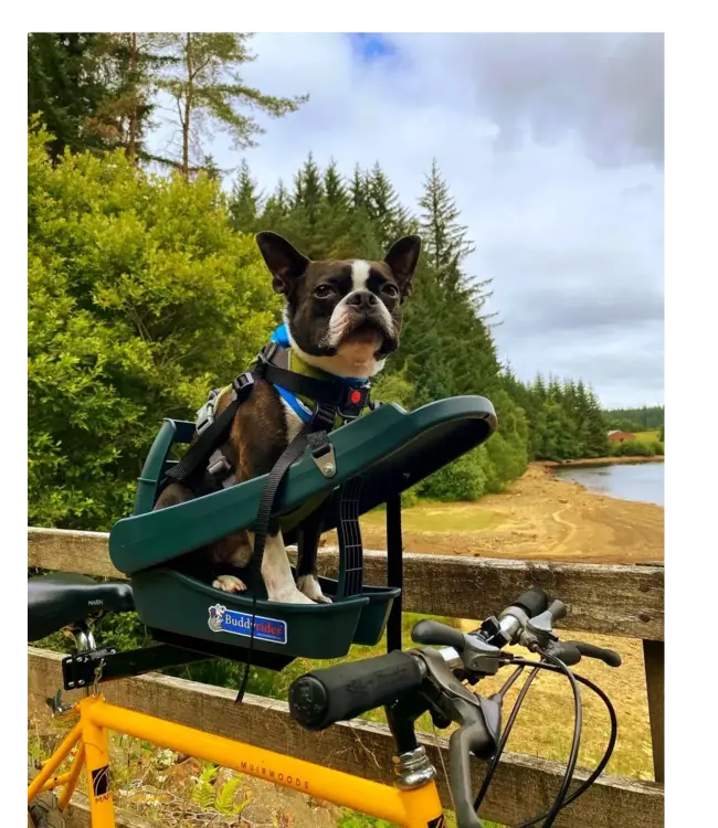 Buddy Rider Dog Seat