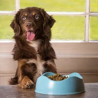 Beco Food & Water Bowl