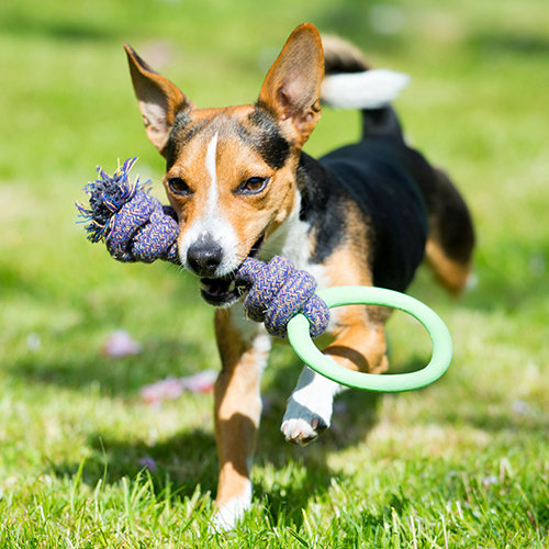 Beco Hoop on a Rope