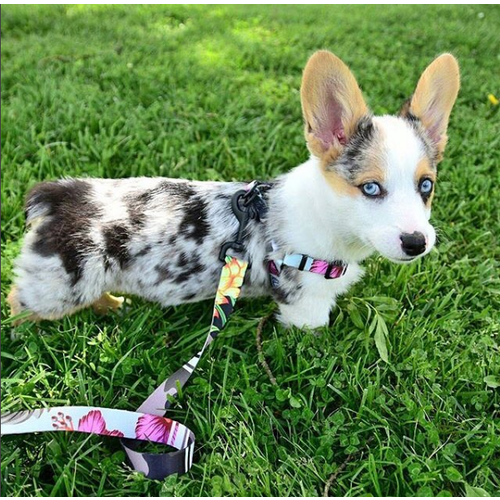 Wolfgang Wolfgang - StreetLogic Harness