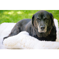 HuggleHounds® Fleece Mat HuggleHounds® HuggleHounds® Fleece Mat