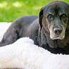 HuggleGroup - HuggleFleece Mat HuggleGroup - HuggleFleece Mat