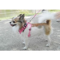Puppia Ritefit Harnas Puppia Puppia Ritefit Harnas