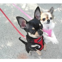 Puppia Ritefit Harnas Puppia Puppia Ritefit Harnas
