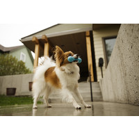 Zogoflex Hurley West Paw Zogoflex Hurley