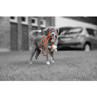 Rebel Petz Training Leash Rebel Petz Rebel Petz Training Leash