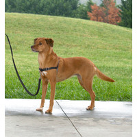 Easy Walk® Harness - Anti-Trek Tuigje Easy Walk® Easy Walk® Harness - Anti-Trek Tuigje