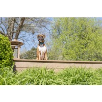 PetSafe® Spray-Ferntrainer PetSafe® PetSafe® Spray-Ferntrainer