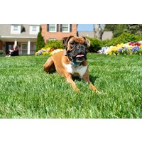 PetSafe® Spray-Ferntrainer PetSafe® PetSafe® Spray-Ferntrainer