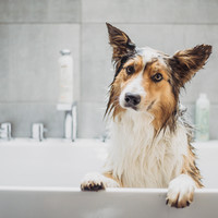 Greenfields Dog Shampoo & Conditioner Greenfields Greenfields Dog Shampoo & Conditioner