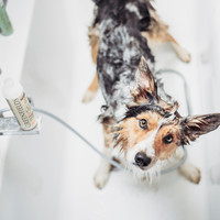 Greenfields Hundeshampoo & Spülung Greenfields Greenfields Hundeshampoo & Spülung
