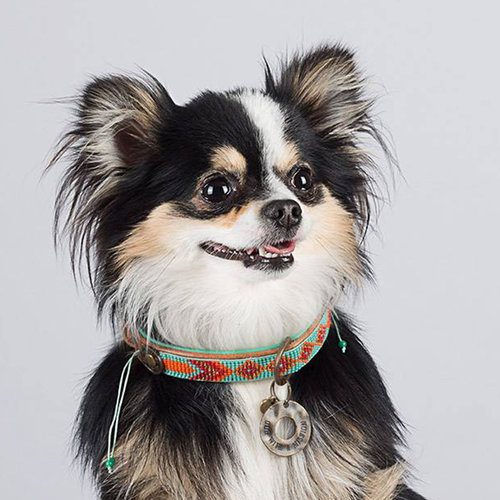Dog With A Mission Paddy Lee Collar