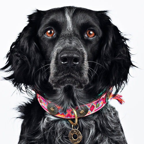 Dog With A Mission Boho Collar