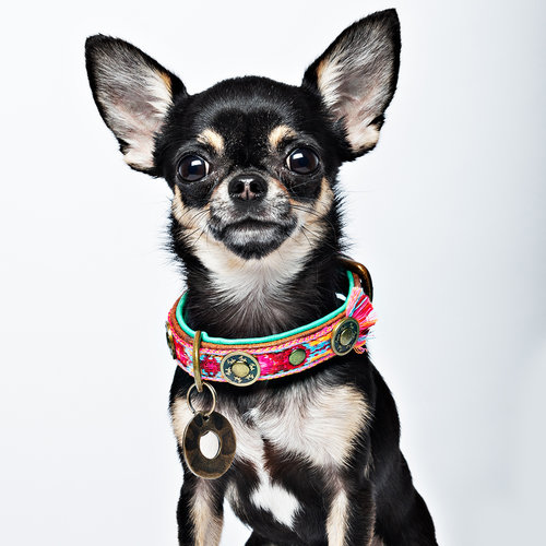 Dog With A Mission DWAM Boho Hundehalsband