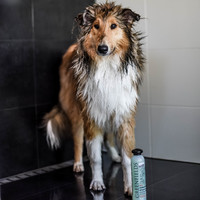 Greenfields Hundeshampoo Farbiges Fell 250 ml Greenfields Greenfields Hundeshampoo Farbiges Fell 250 ml