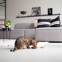 District 70 BAMBOO Voerbak voor Katten