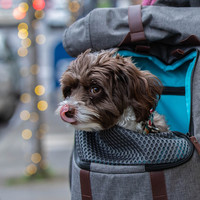 Kurgo K9 Rucksack