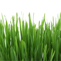 GimCat Hydro Gras 150g GimCat GimCat Hydro Gras 150g