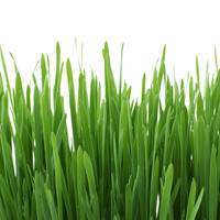 GimCat Cat-Grass Maedow fragrance 150g Gimpet GimCat Cat-Grass Maedow fragrance 150g