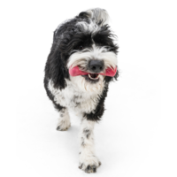 West Paw Seaflex Drifty™ West Paw West Paw Seaflex Drifty™