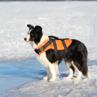 RukkaPets Safety Life Vest RukkaPets RukkaPets Safety Life Vest
