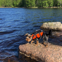 RukkaPets Safety Life Vest RukkaPets RukkaPets Safety Life Vest