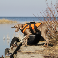 RukkaPets Safety Life Vest RukkaPets RukkaPets Safety Life Vest