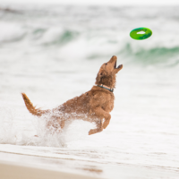 West Paw Seaflex Sailz™ West Paw West Paw Seaflex Sailz™
