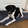 HuggleGroup - HuggleFleece Mat HuggleGroup - HuggleFleece Mat