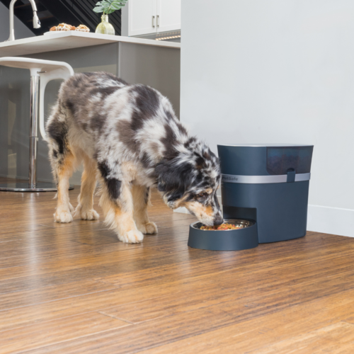 PetSafe Smart Feed Automatic Pet Feeder