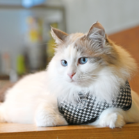 Catspia Cat Harness Puppia Catspia Cat Harness