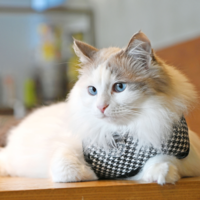 Puppia Catspia Cat Harness