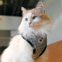 Catspia Cat Harness Puppia Catspia Cat Harness