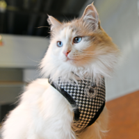 Puppia Catspia Cat Harness