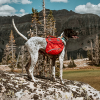 Kurgo - Baxter Backpack Kurgo Kurgo - Baxter Backpack