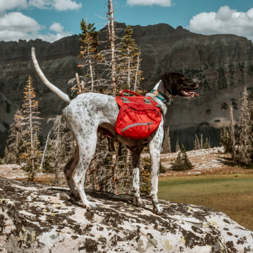 Kurgo Big Baxter Backpack