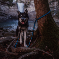 Kurgo - Quantum Leash Kurgo Kurgo - Quantum Leash