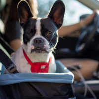 Kurgo - Rover Booster Seat Kurgo Kurgo - Rover Booster Seat