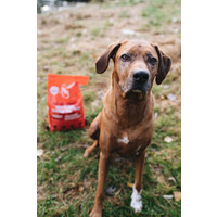 Imby Insect-based Dry Food - Maxi Imby Imby Insect-based Dry Food - Maxi