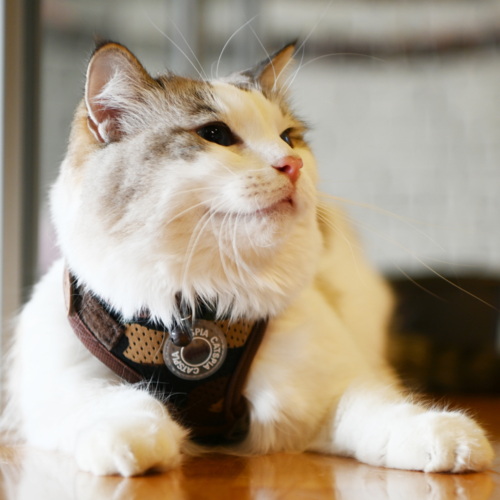 Puppia Catspia Cat Harness - SALE