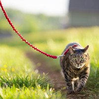 EasyWalk® Cat Harness with Bungee Leash EasyWalk® Cat Harness with Bungee Leash